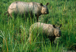 Rhinos ravage harvest-ready paddy in Madi